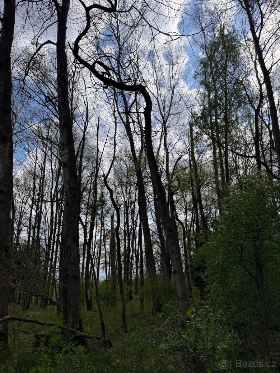 Prodám pozemky v k. ú. Holičky u Staré Hlíny - 4