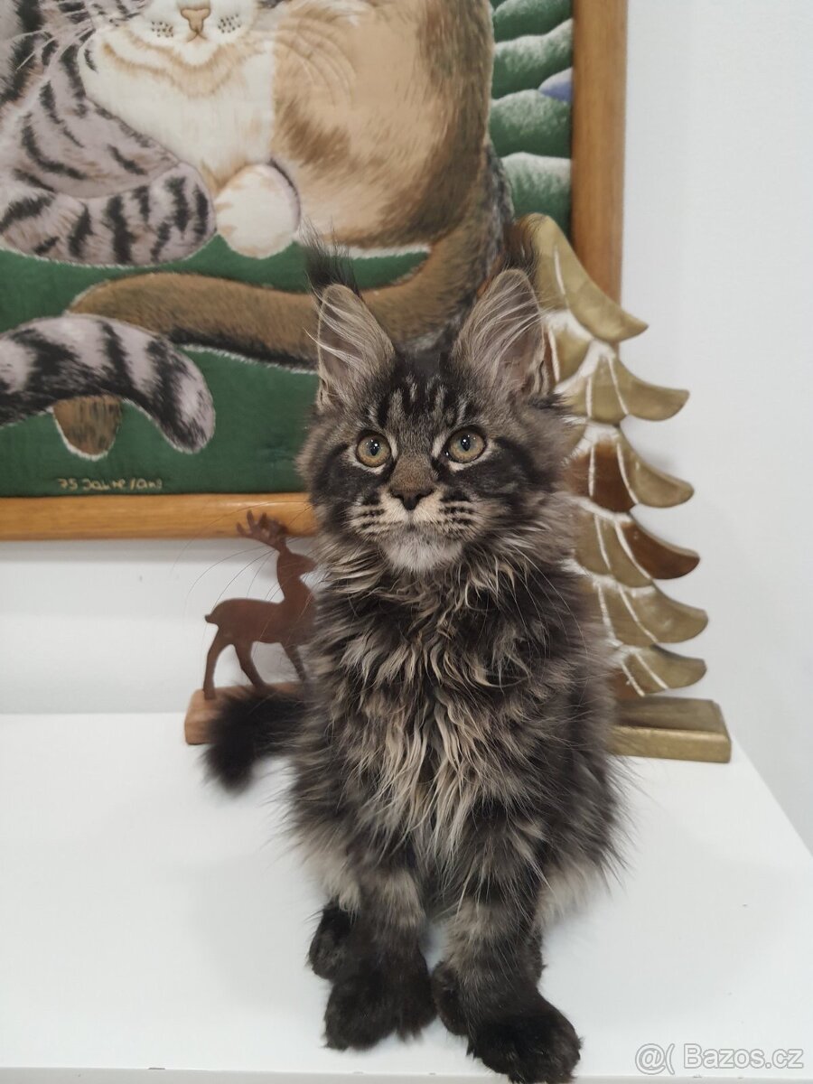 Kočička mainska mývalí polydaktylni s PP - 4