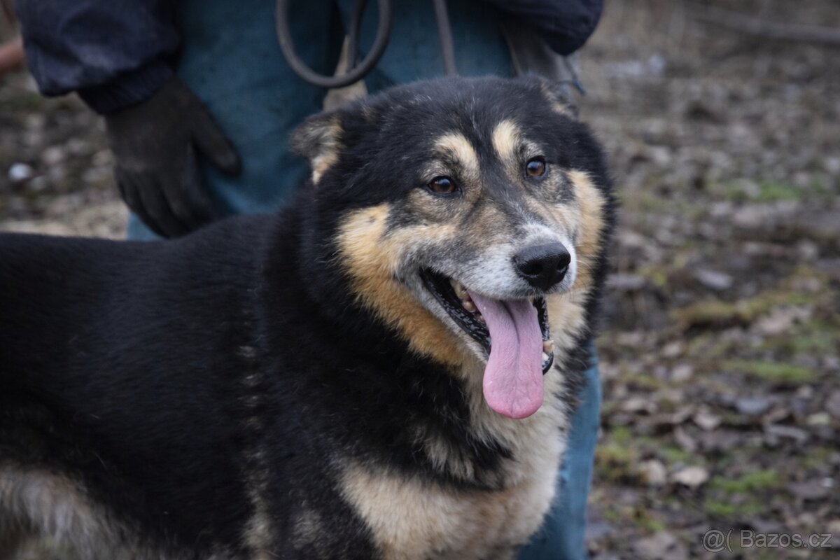 Roger hledá domov - 4