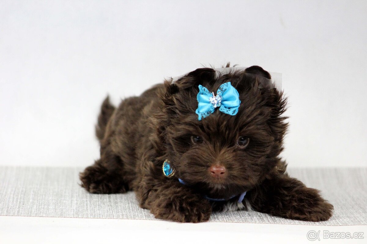 jorkšírský terrier s PP - 4