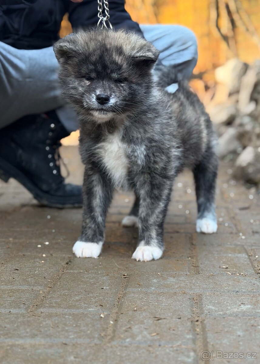 Akita Inu s průkazem původu (PP) - FCI & AKIHO - 4