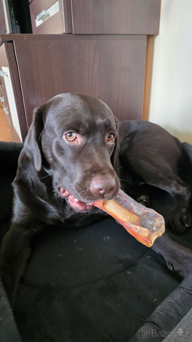 Krytí labradorem - 4