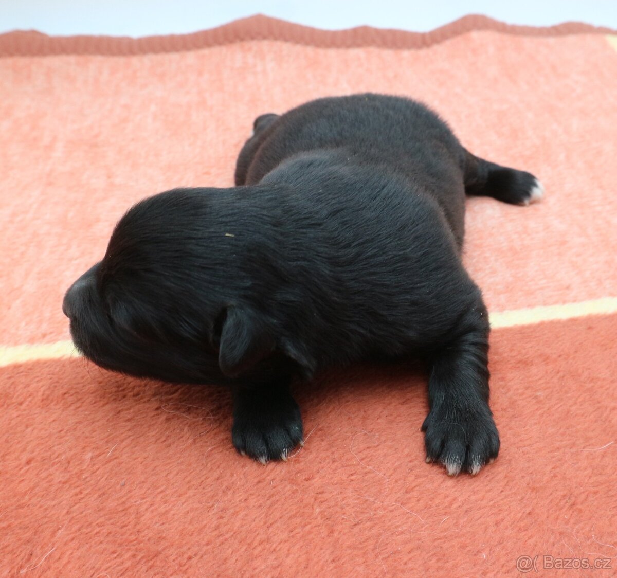 Pyrenejský ovčák - štěňátka s PP - 4