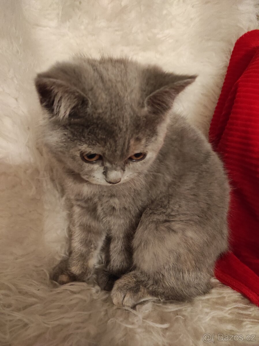 Britská koťata britské kotě - 4