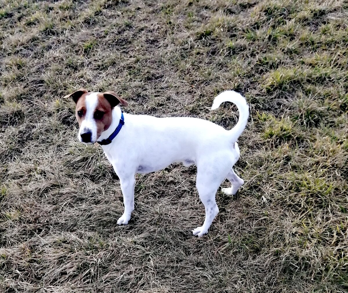 Jack Russell teriér - 4