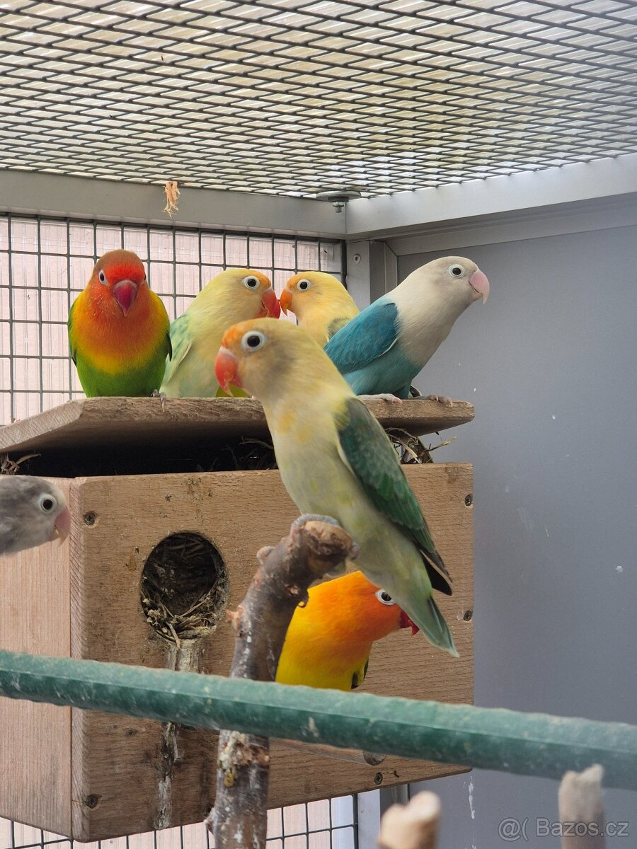 Agapornis fischeri - 4