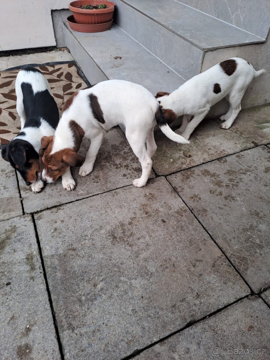Štěňata hladkosrstých foxteriérů - 4