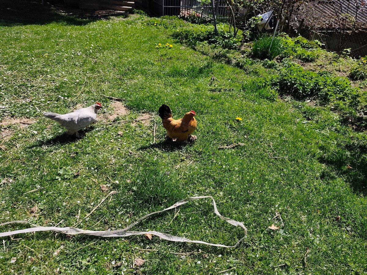 Zakrslá rousná - 4