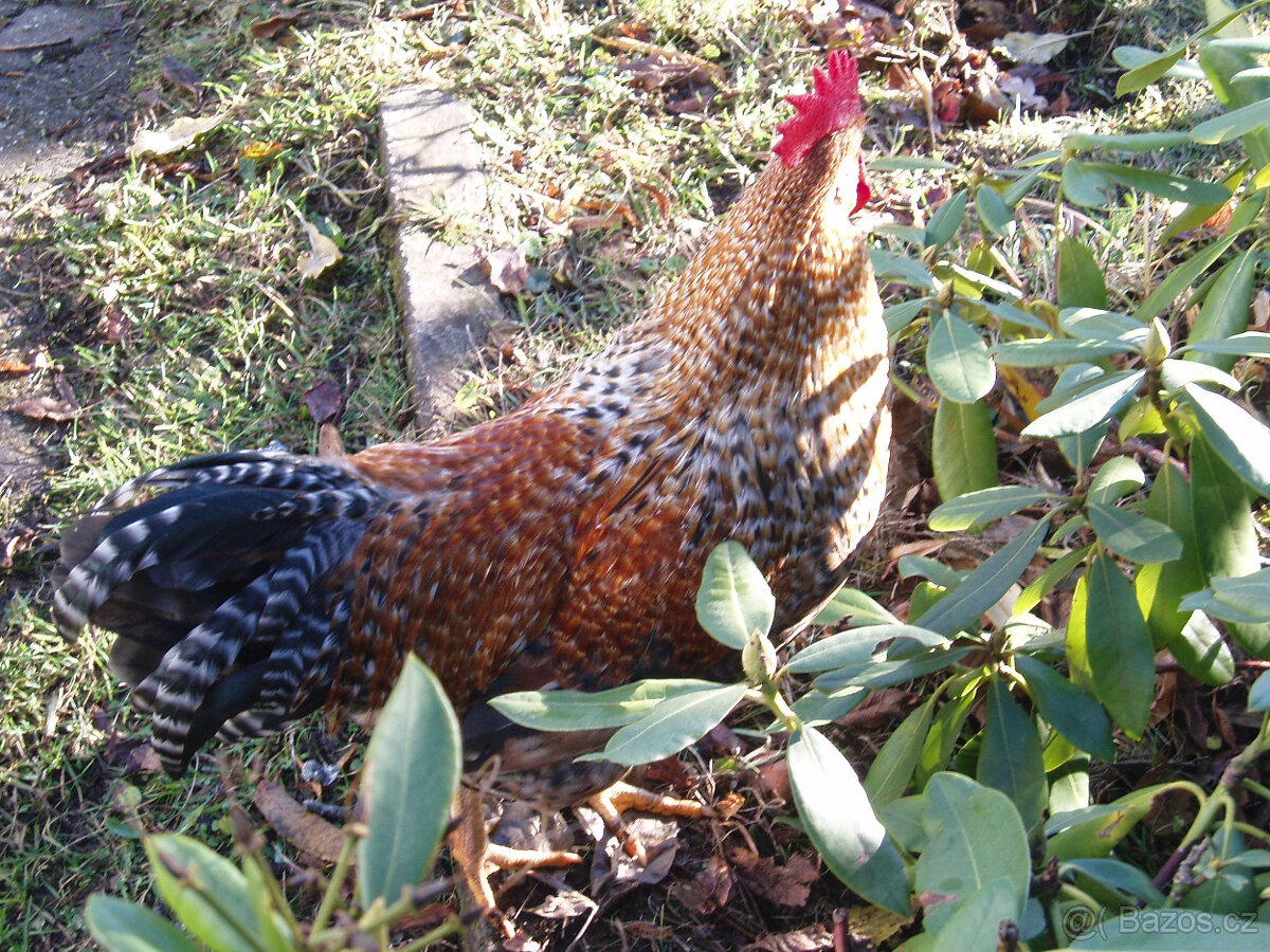 Prodám kohouta do chovu - 4