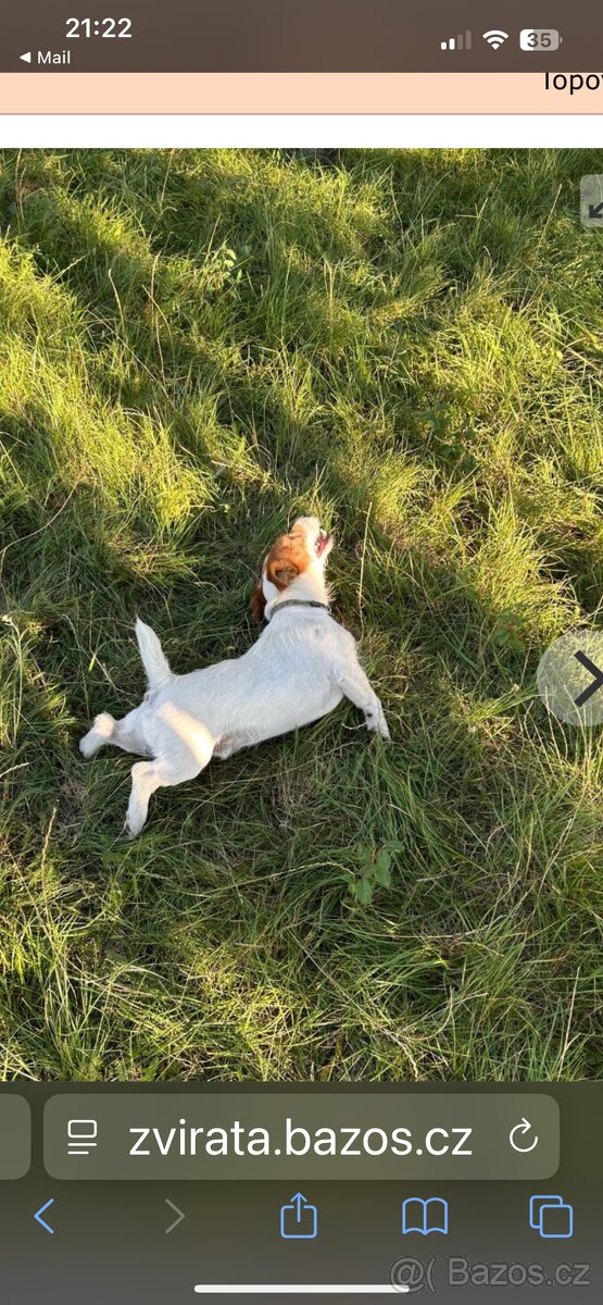 Jack Russel Teriér Krytí - 4
