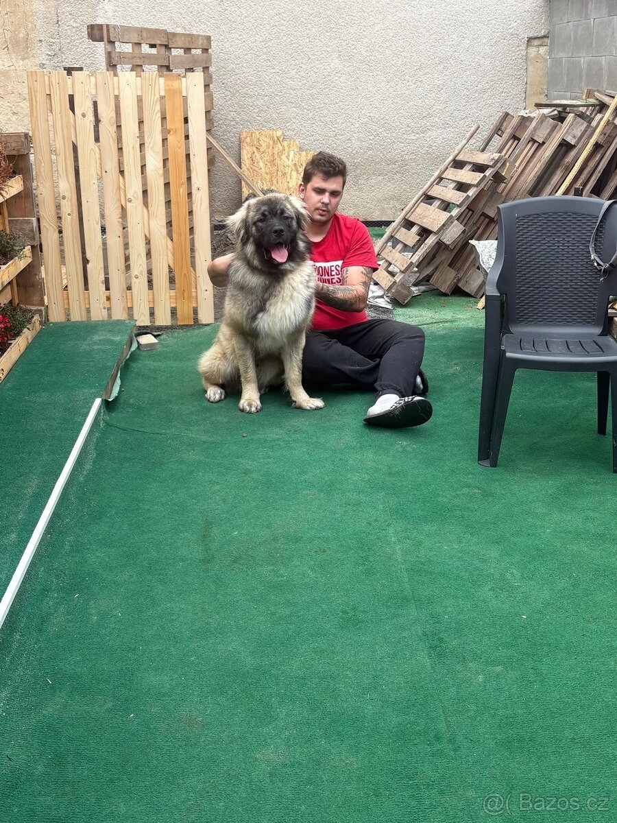 Kavkazský pastevecký pes - 4