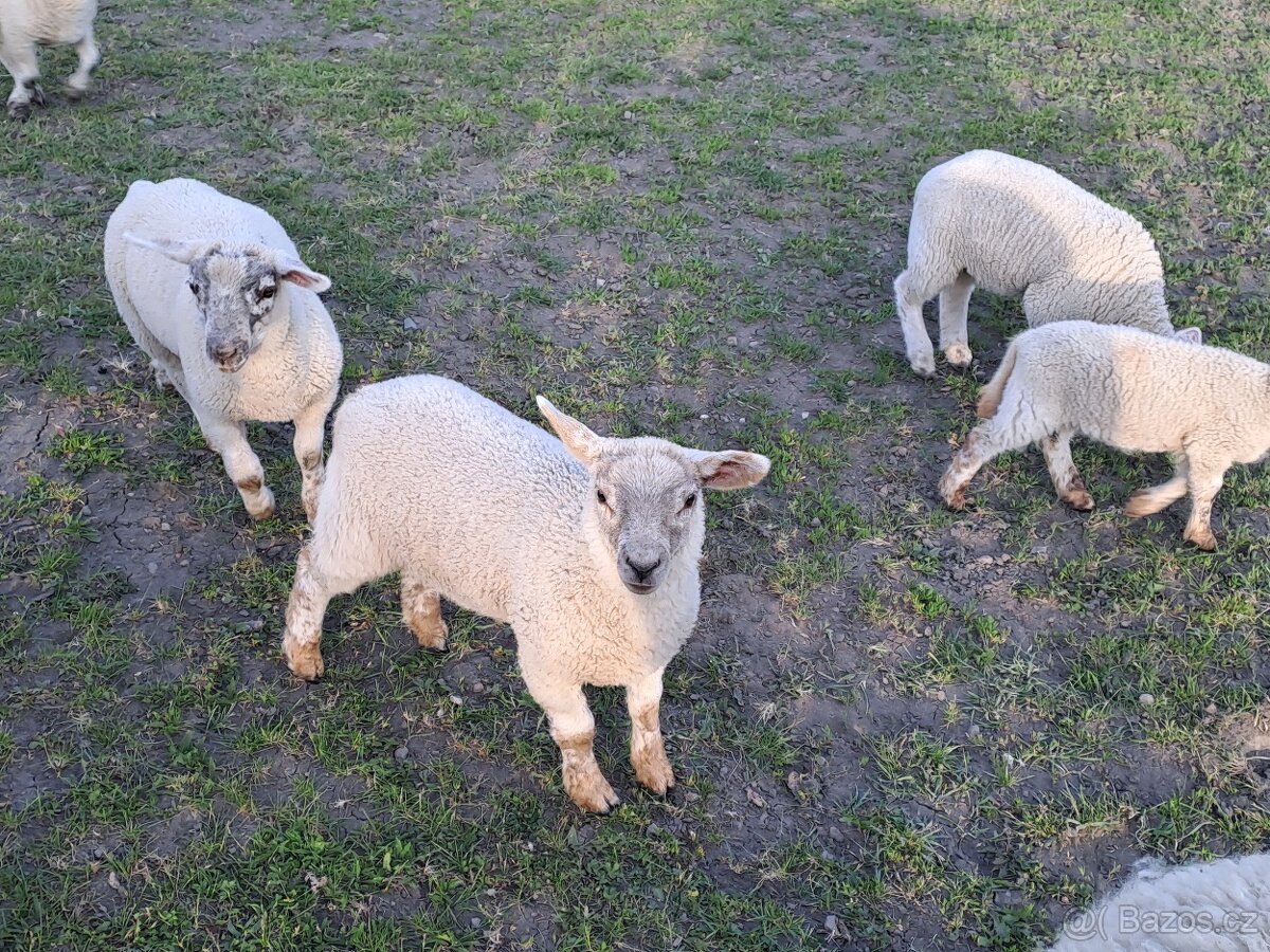 Prodej 2 jehňat  - jehniček - Texel + Suffolk - 4