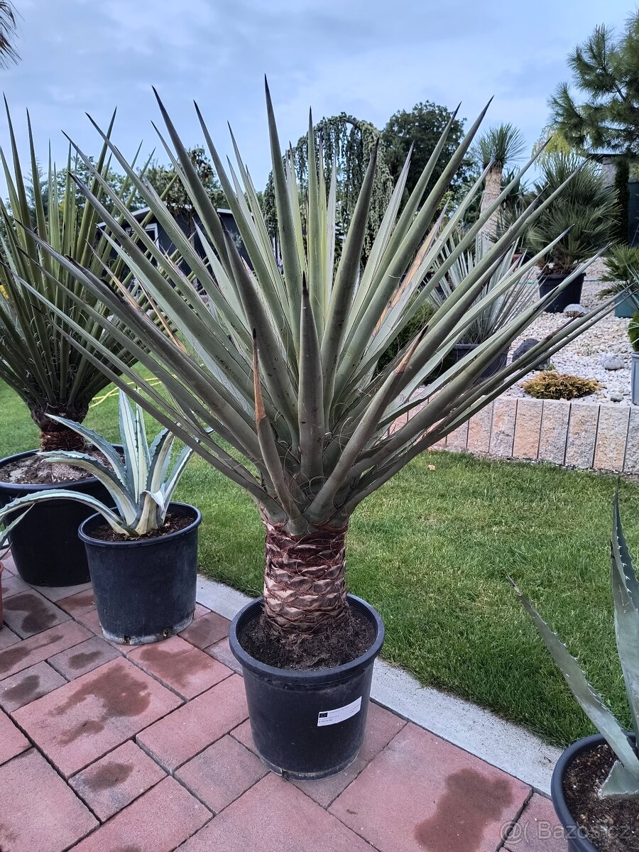 Sabal brazoriensis yucca juka - 4