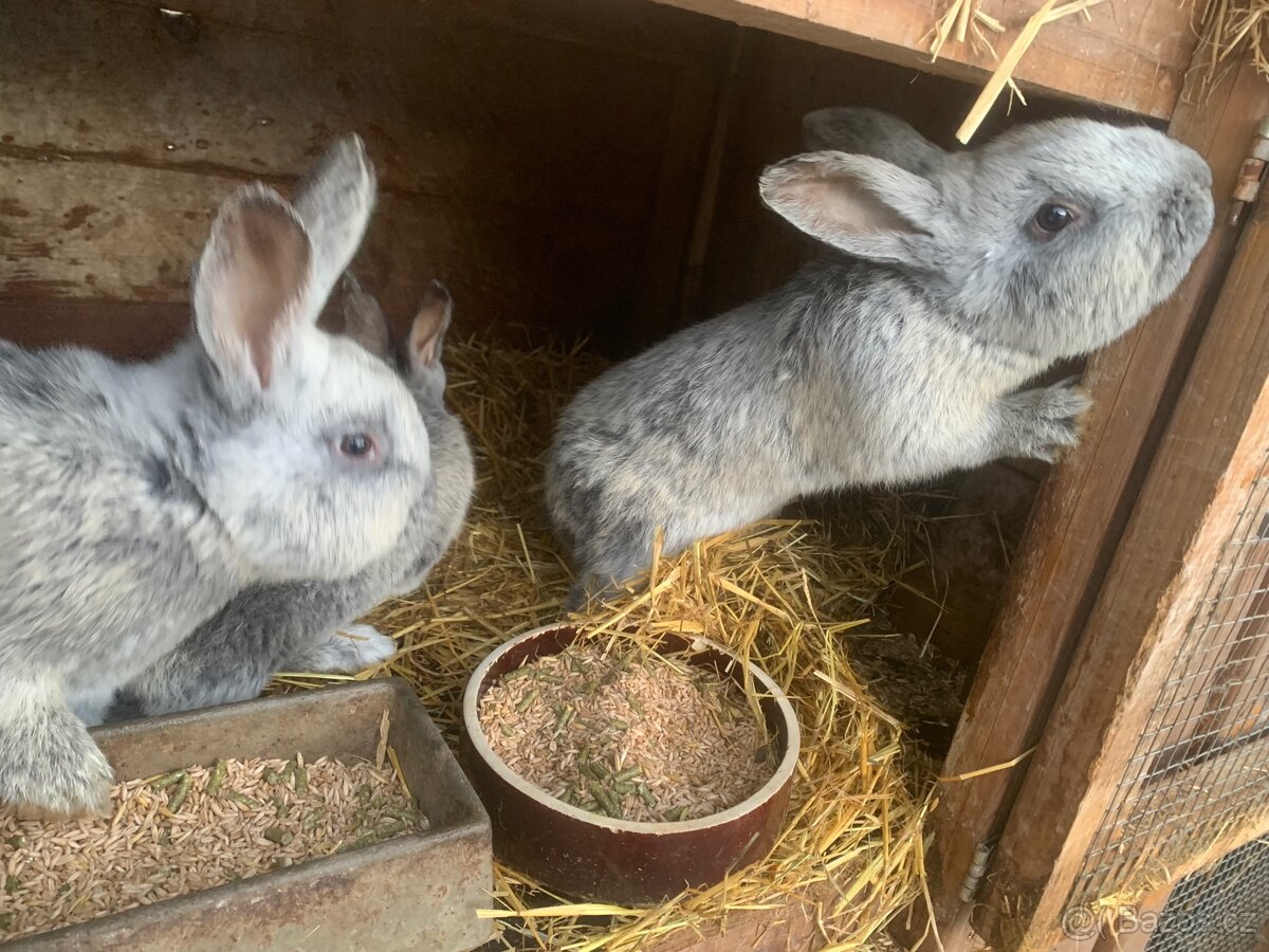 Prodám Králíky Vss - 4