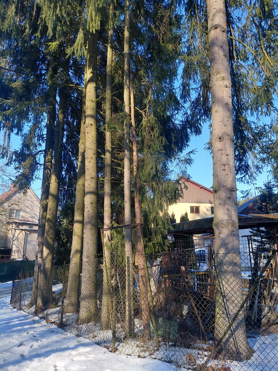 Modřín a smrky – kulatina - 4