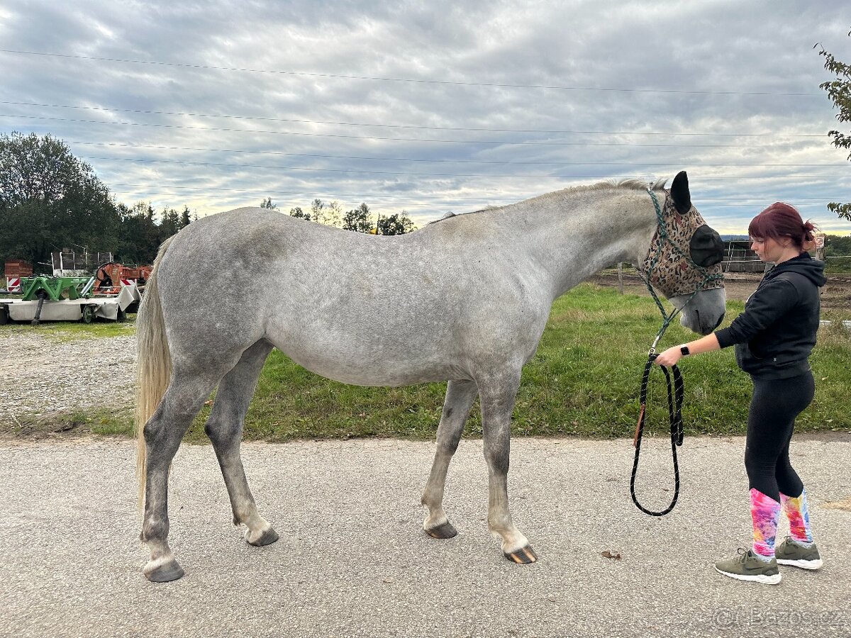 Kladrubská kobyla - 4