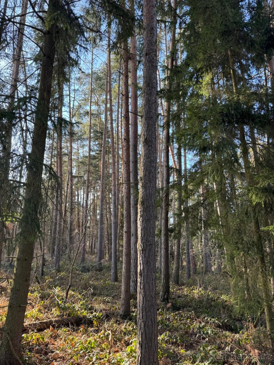 Prodám pozemky v katastrálním území Nemějice - 4