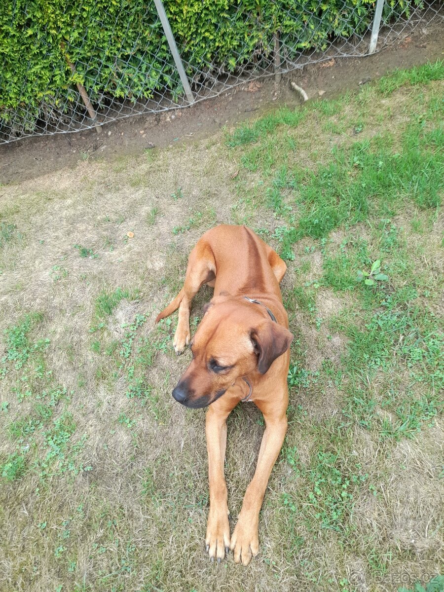 Rhodéský Ridžbek - 4