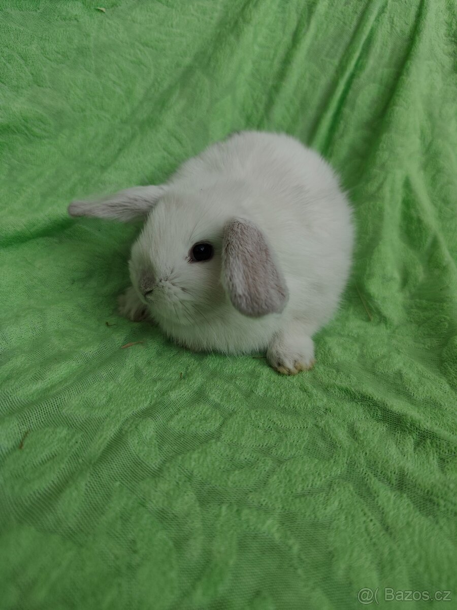 Vymazlení zakrslí králíčci - minilop, beranek, teddy - 4