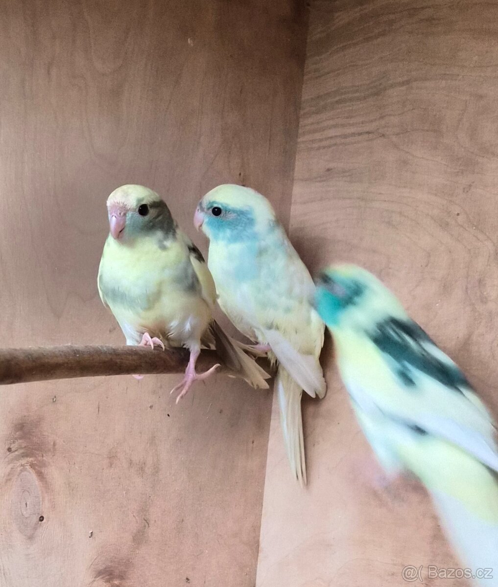 Kakariki rudočely - 4