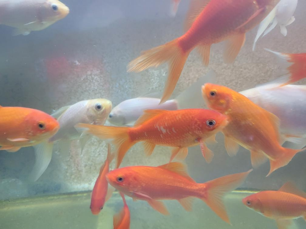 Jezírkové ryby - 4