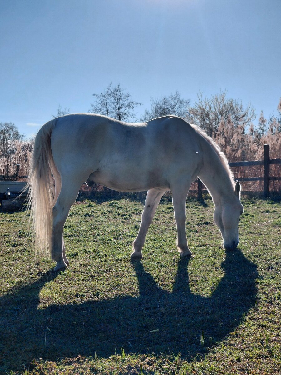 Chůva pro koně - 4