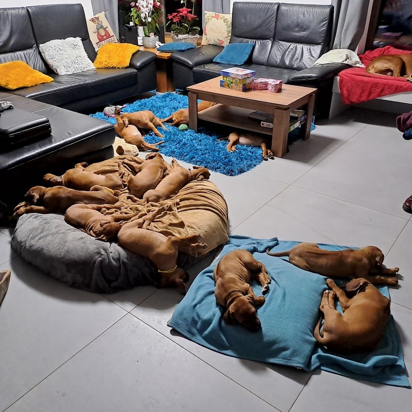 Rhodeský Ridgeback - štěňátka s PP - 4