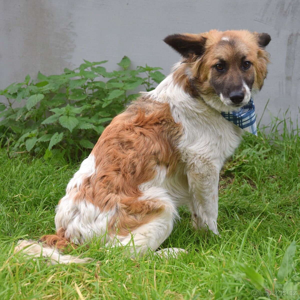 Olim hledá domov - 4