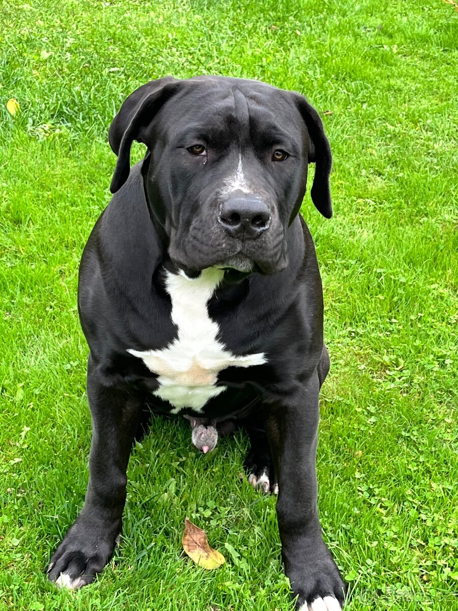 American Bully XL - 4