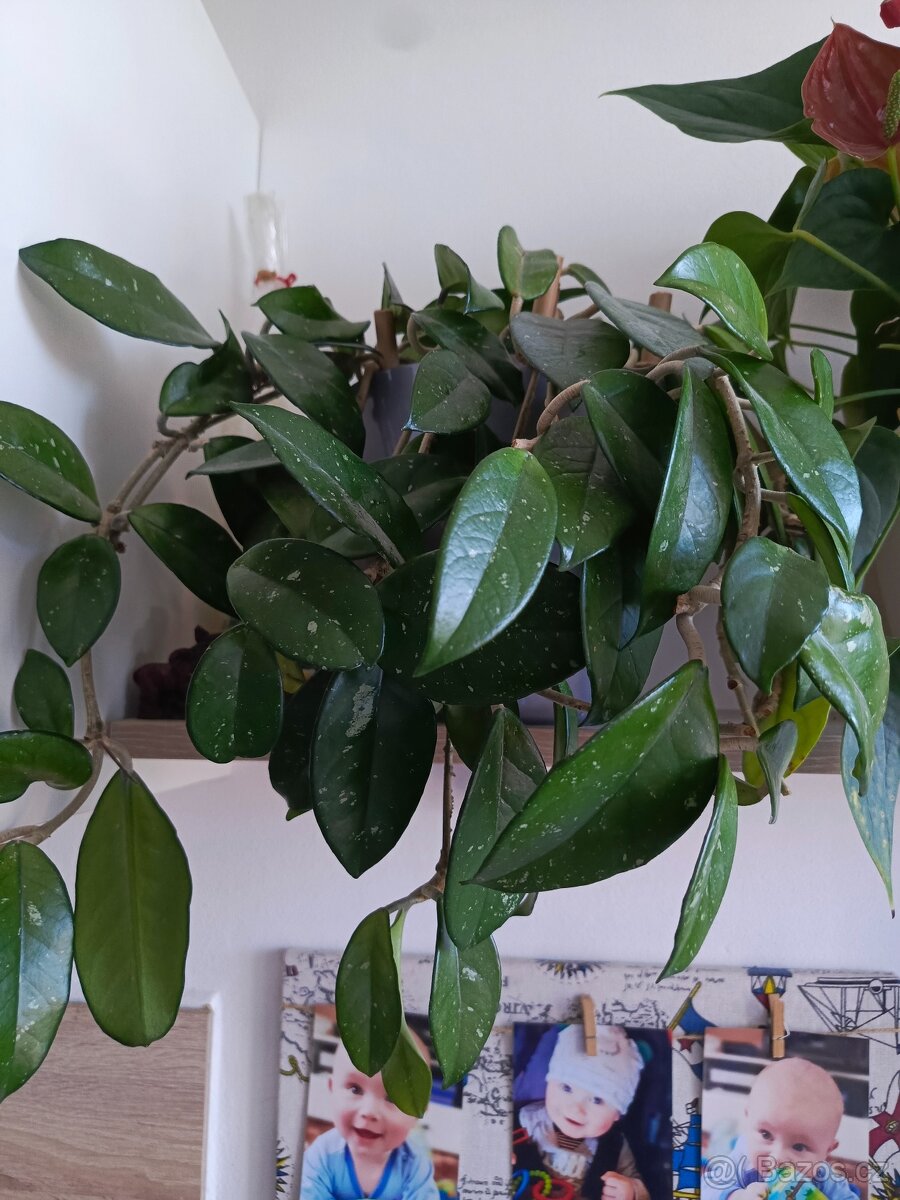 Pokojové rostliny - 4