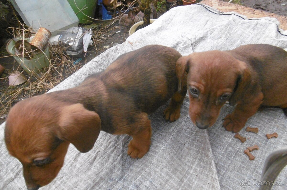 Prodej jezevčíků - 4