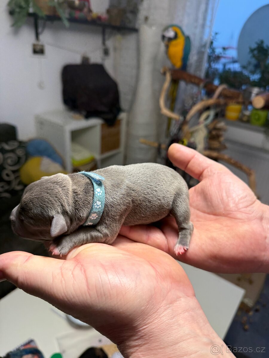 Stafordšírský bulteriér s PP - 4