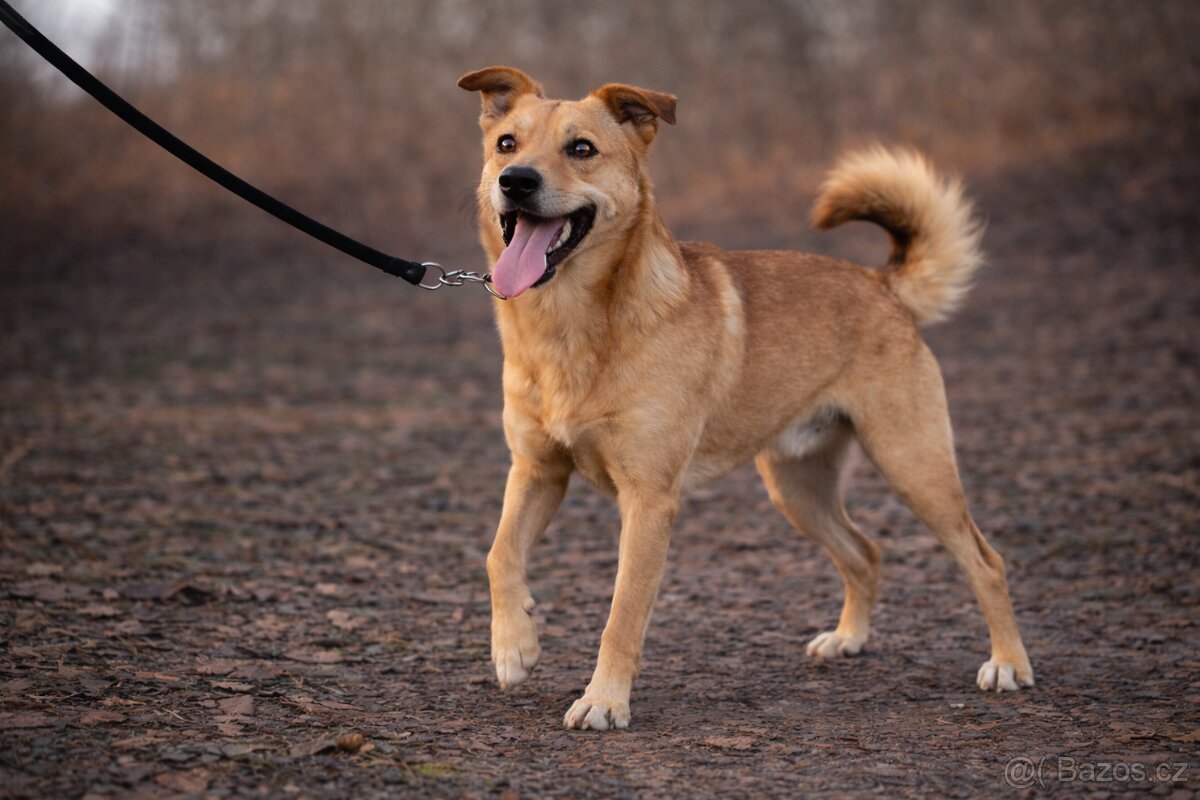 Chulio hledá domov - 4