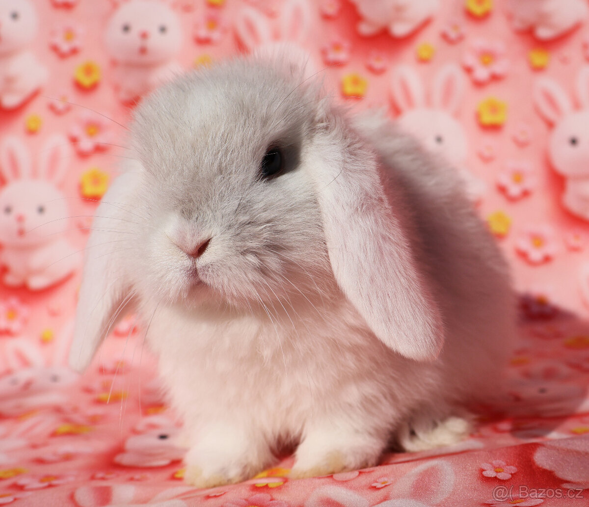 Zakrslý beránek NHD samička - 4