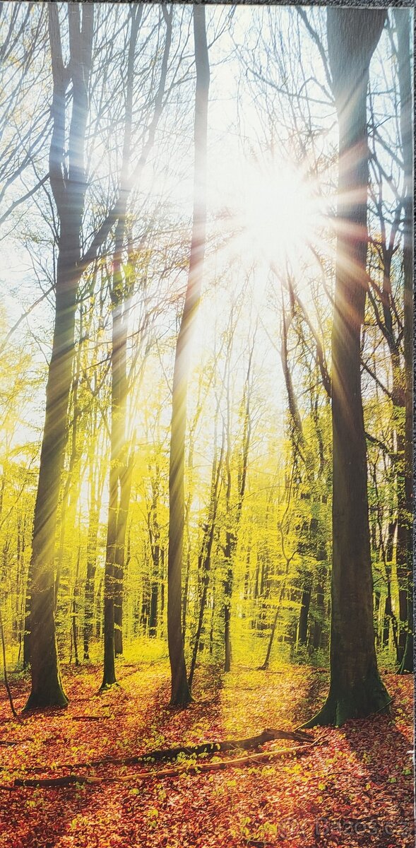 Obraz - les 150/70 - 4