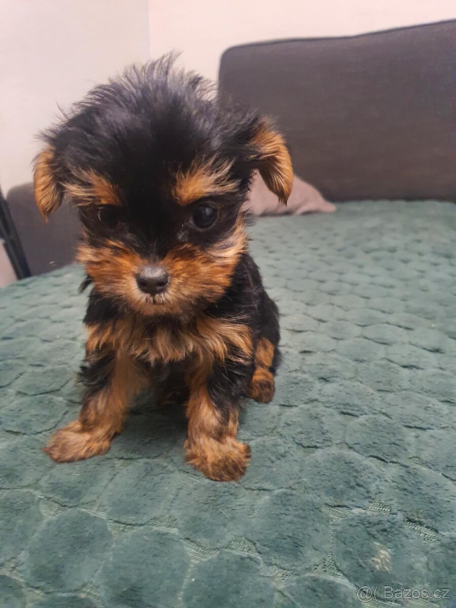 Jorkšírský Yorkšírský teriér - 4