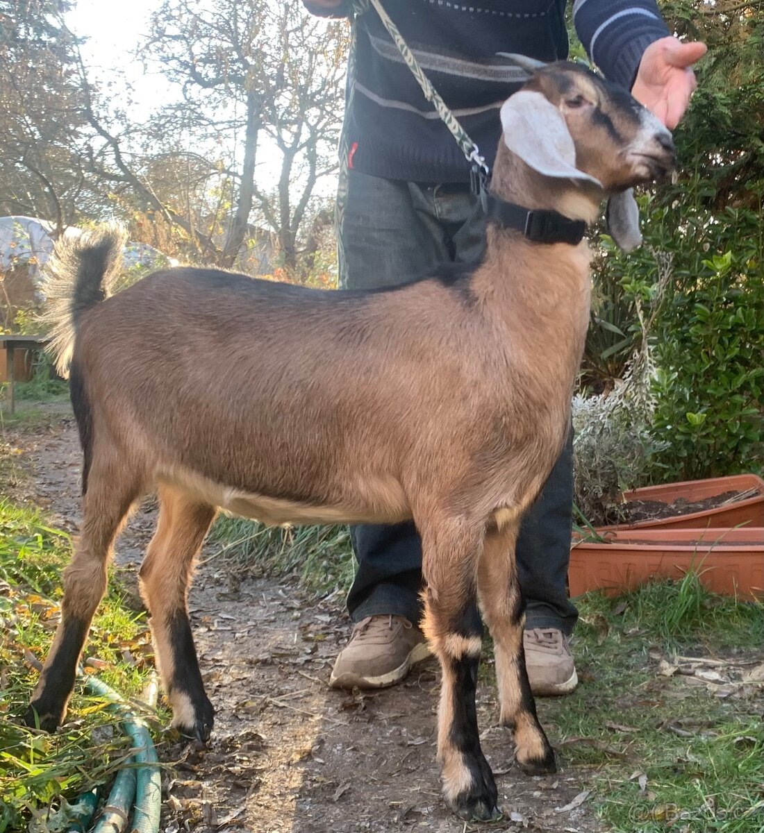 100% Anglonubijská koza - 4