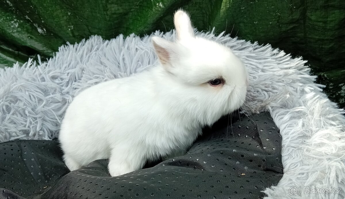 Zakrslý králíček E3 - 4