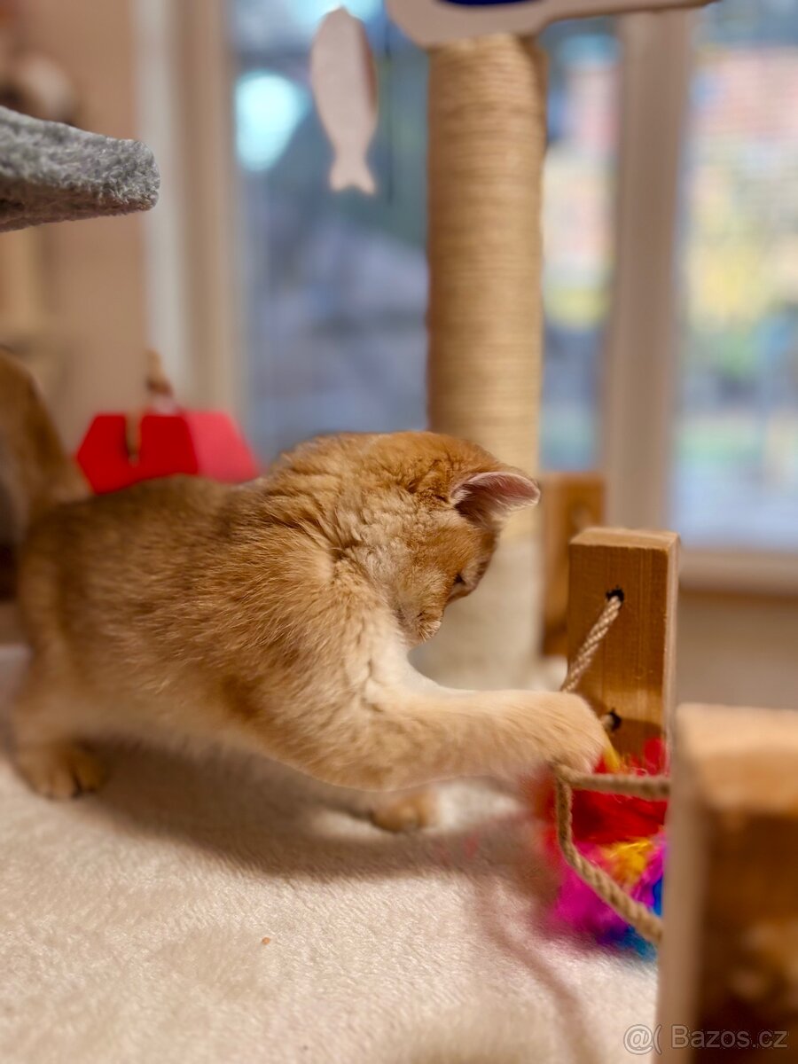 Luxusní zlata britská činčila koťata s PP pro chov - 4