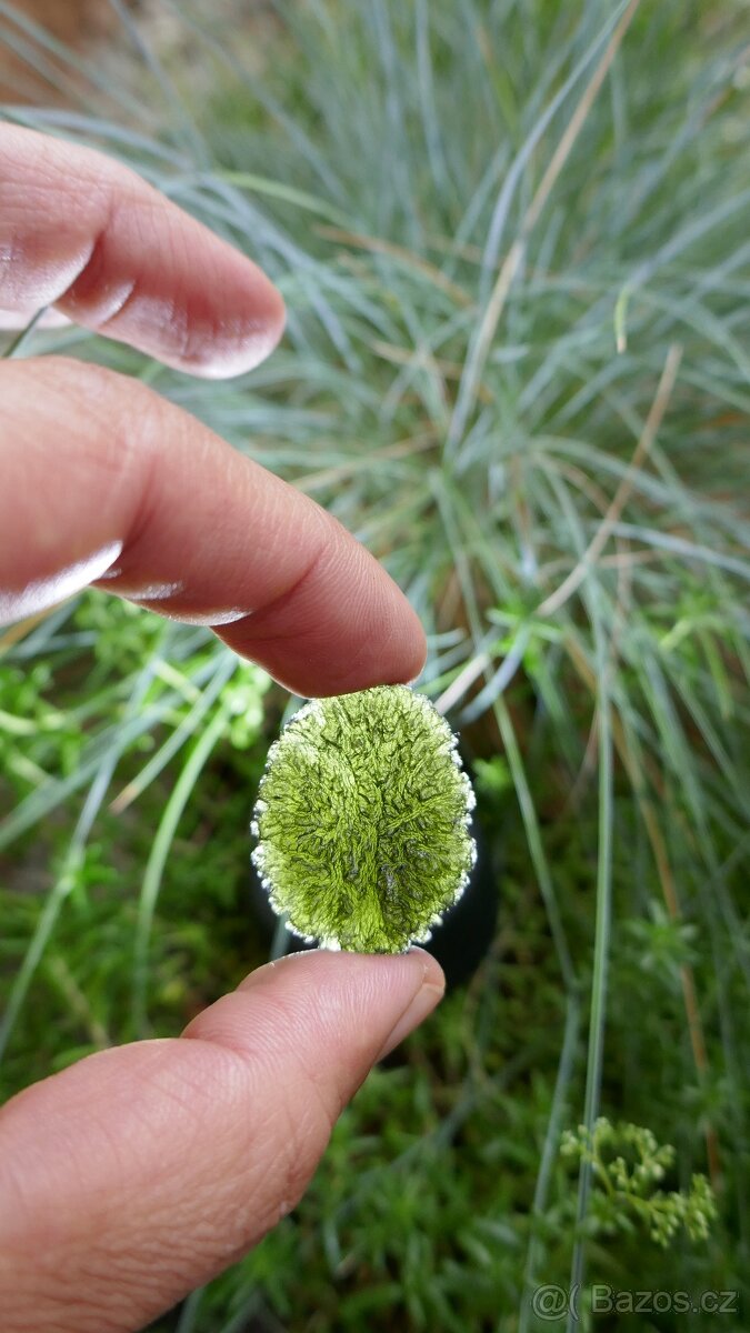 VLTAVÍNY SET 4KS SBÍRKOVÉ - 4