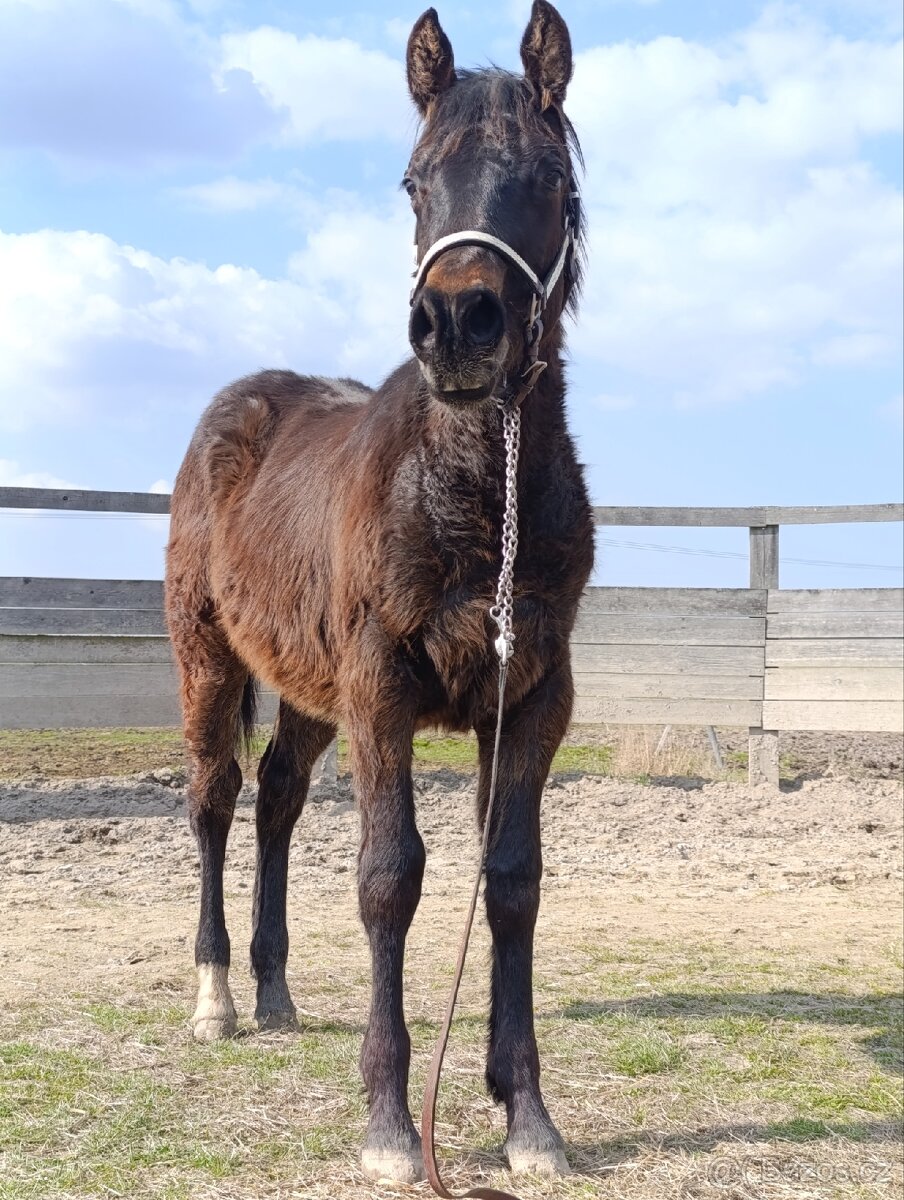 APH hřebeček '25 - 4