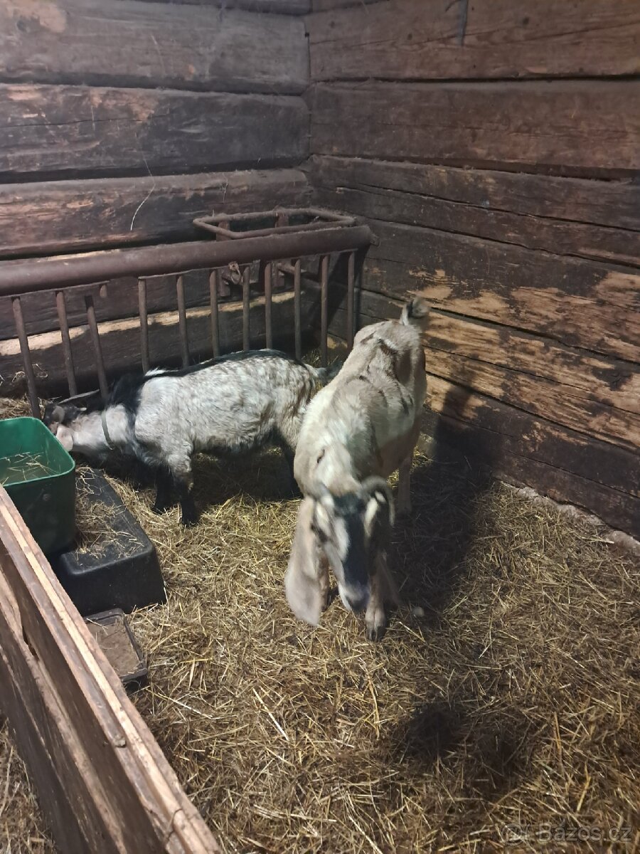 Prodám Kozu,Kozlika Anglobinského plemene. - 4