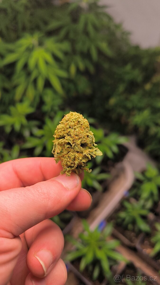 Nabízím květy konopí, Infuze. - 4