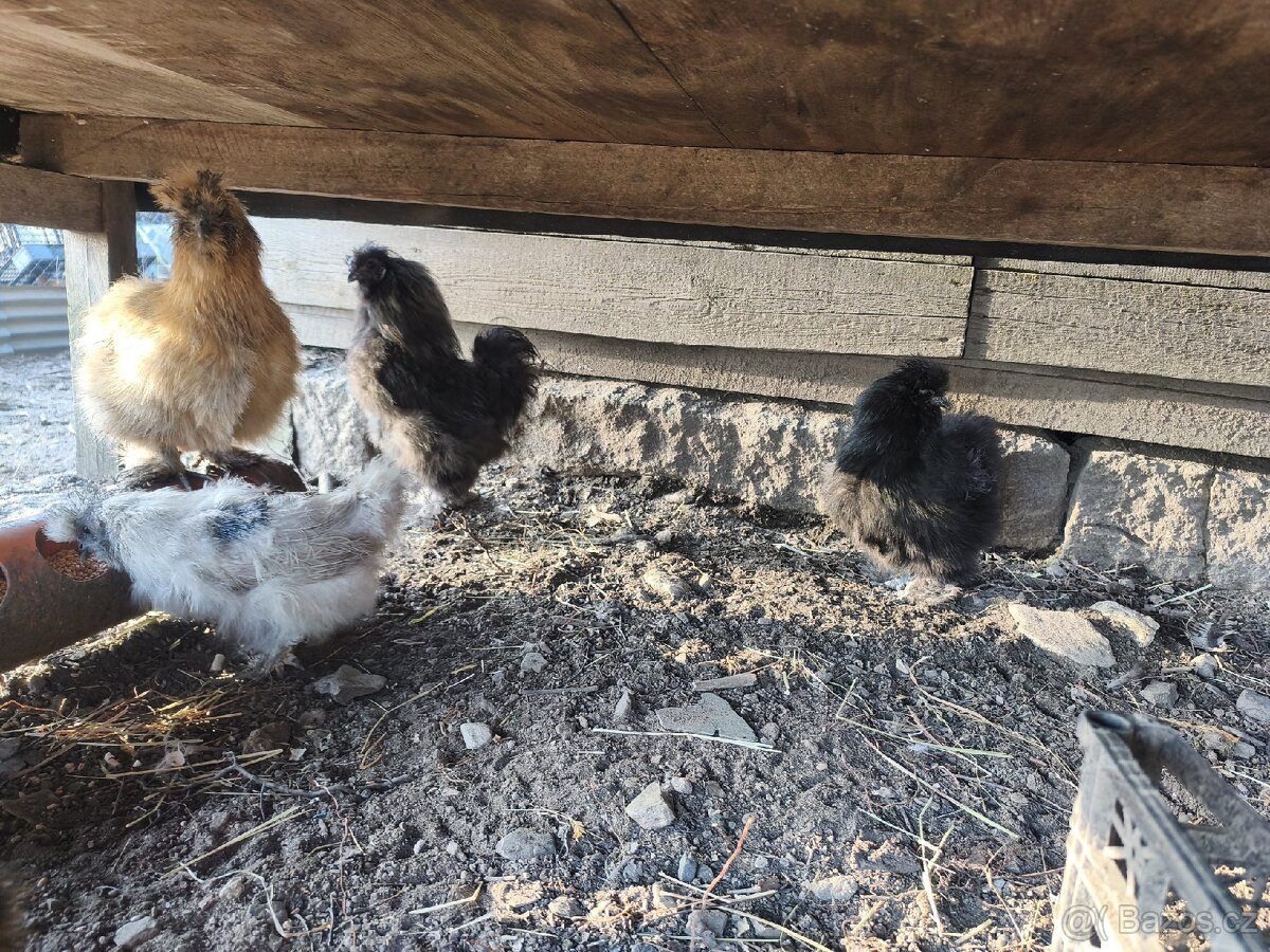 Hedvábnička kohout - 4