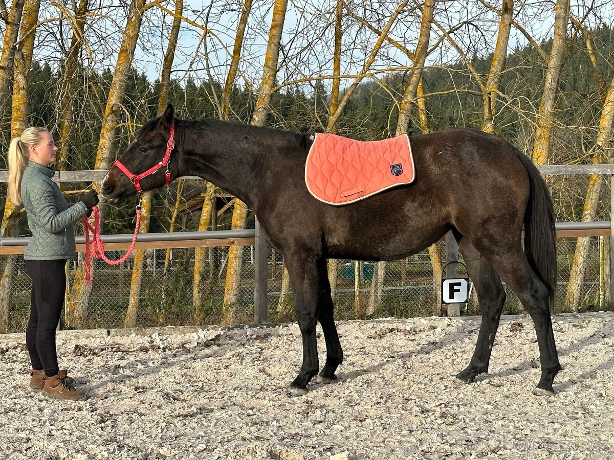Dvouletá kobylka po Cornet de Lux - 4