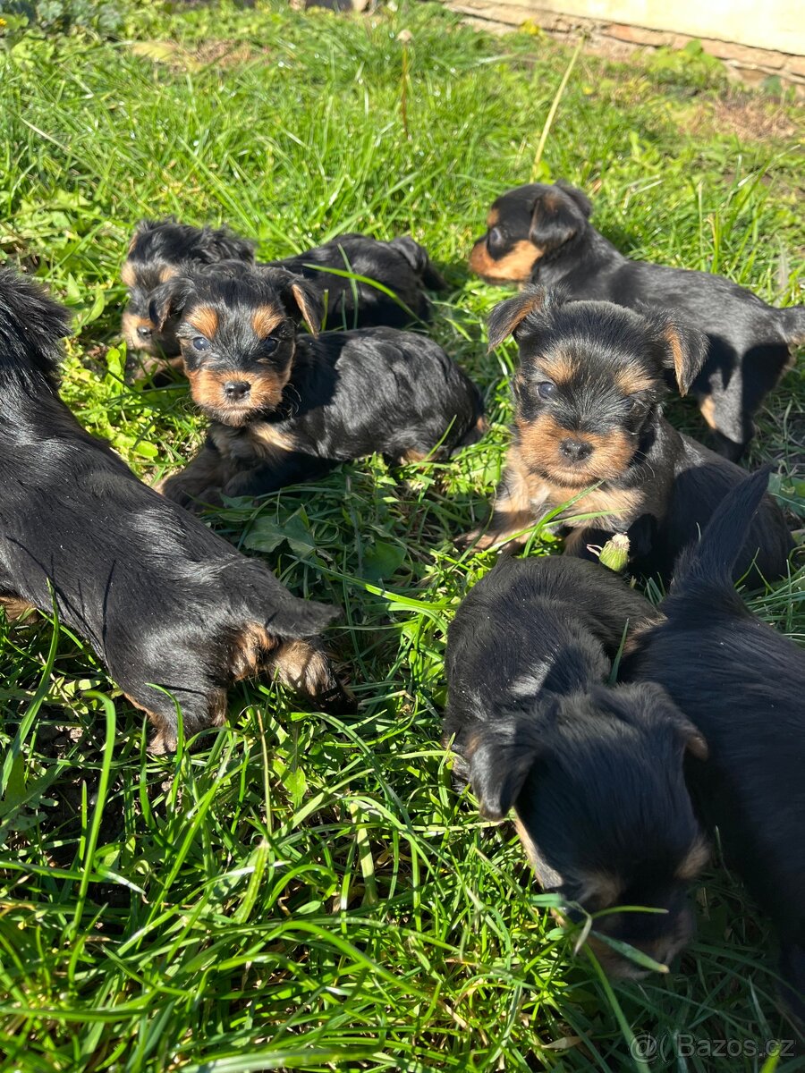 Štěňátka yorkšíra bez PP - 4