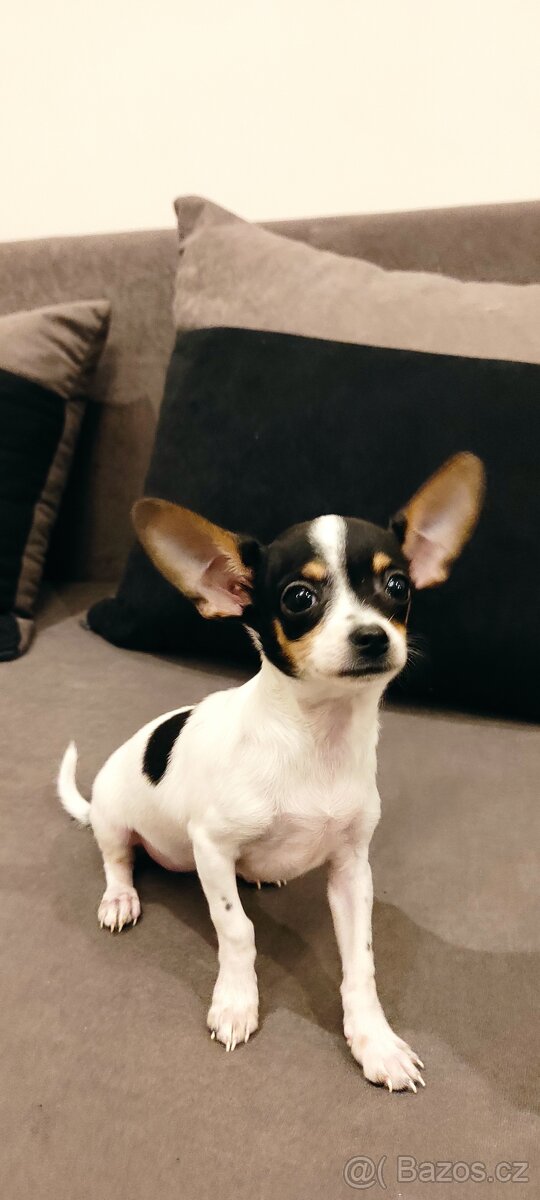 Čivava fenka s pp - 4