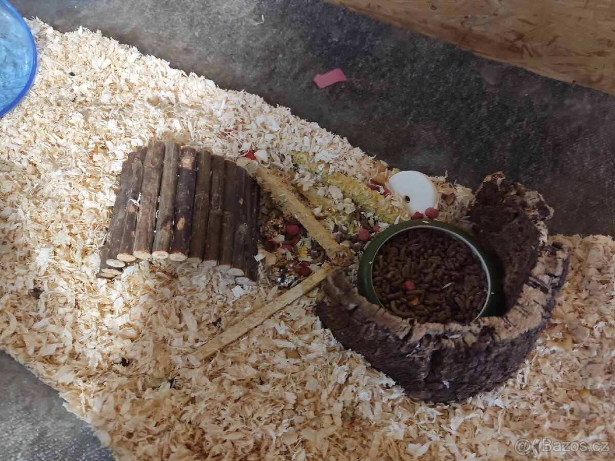 Křeček džungarský + terarium a krmení - 4