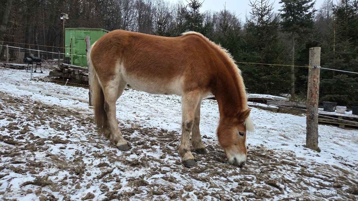 hafling - kobyla - 4