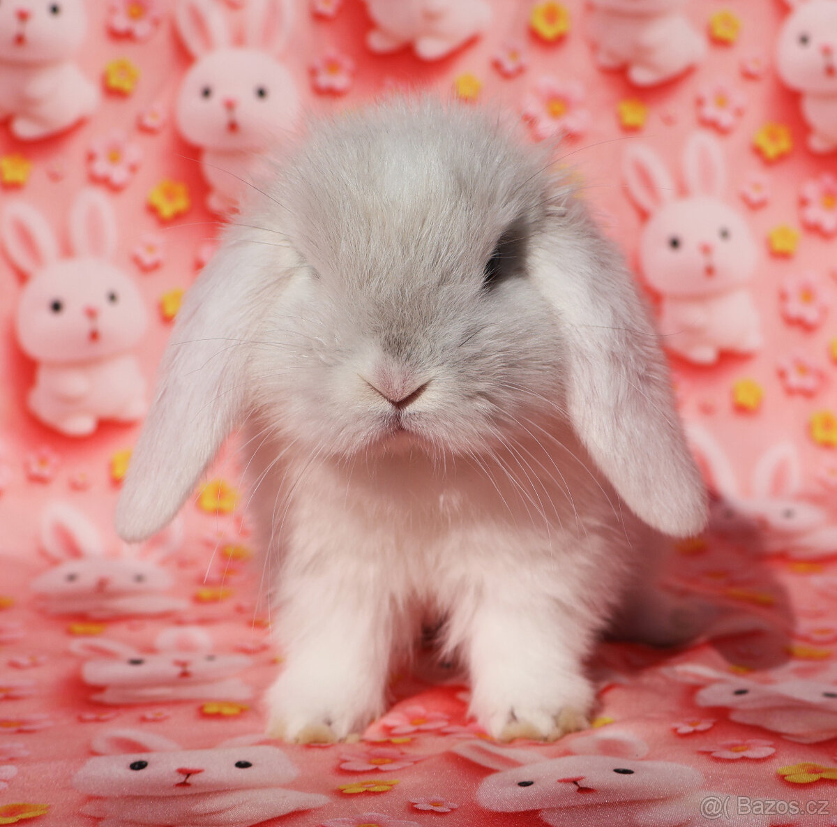 Zakrslý beránek NHD samička - 4